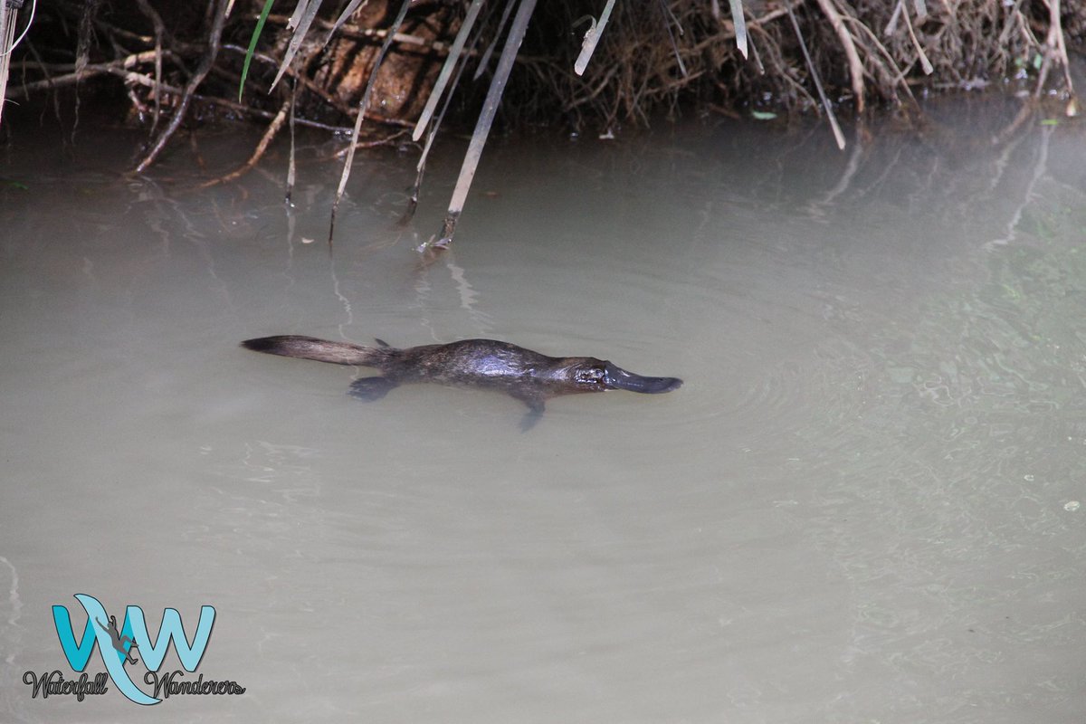 Spotted this little guy on our #waterfallwanderers tour last week.  They may be a little elusive but we know just the spots to look for them on the #athertontablelands.

<a href="/Ath_Tablelands/">Atherton Tablelands</a> | <a href="/CairnsGBR/">Cairns & Great Barrier Reef</a> | <a href="/Queensland/">Queensland Australia</a>
