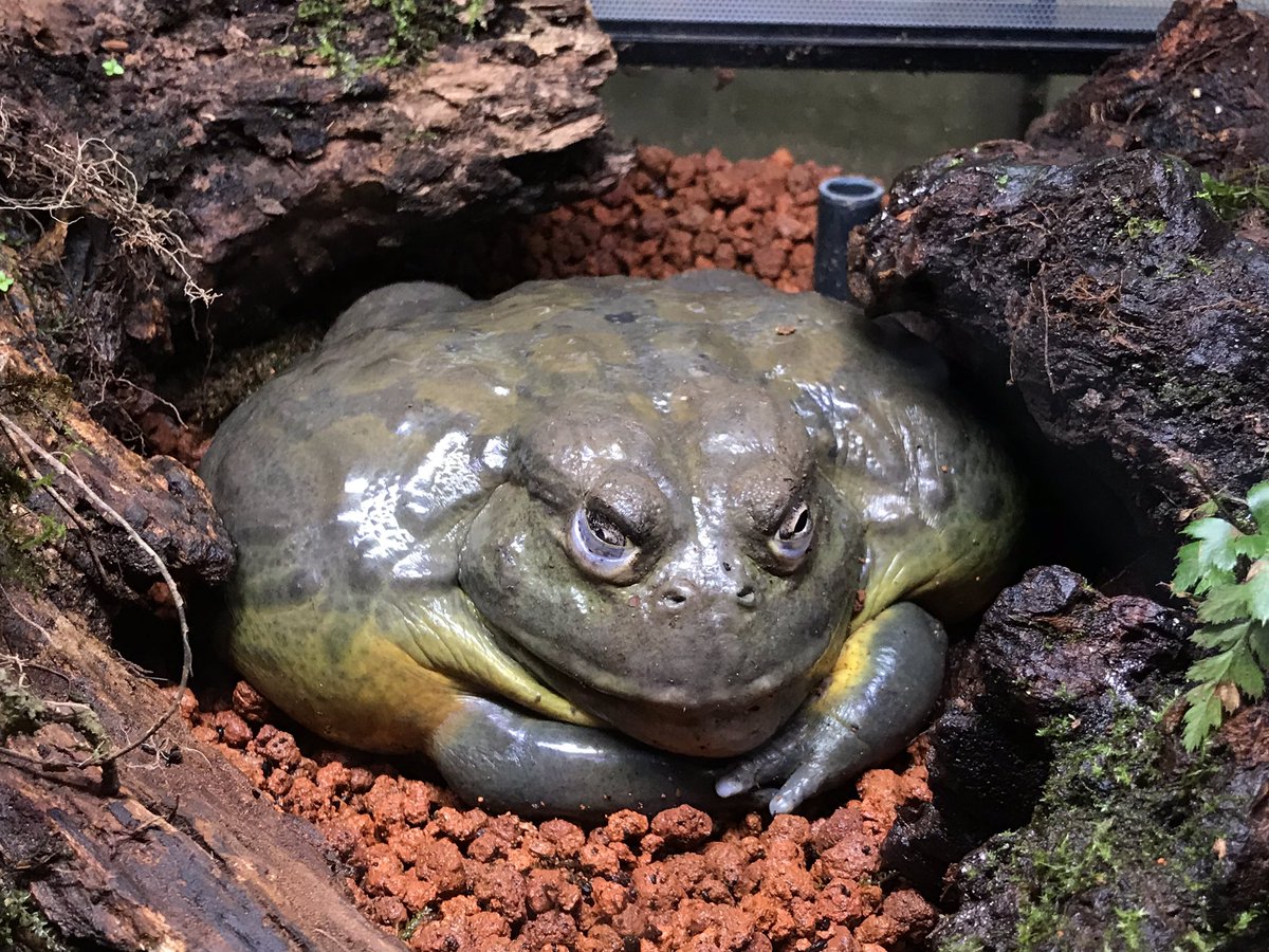 おぐらゆい Kawazooも行ってきた カワズーはカラフルなカエルからチビちゃんカエルもいて楽しかった おぐらゆい Kawazooも行ってきた カワズーはカラフルなカエルからチビちゃんカエルもいて楽しかった