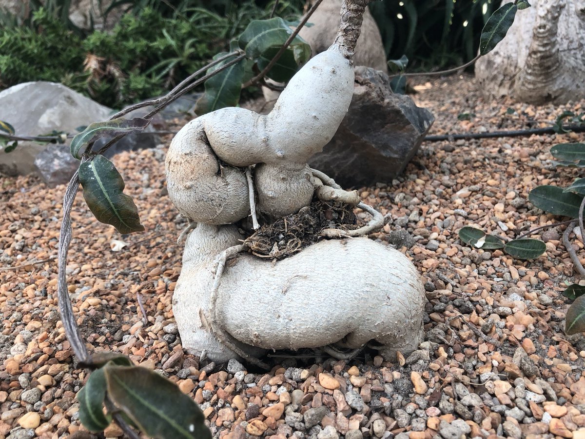 Porecamp tweet media