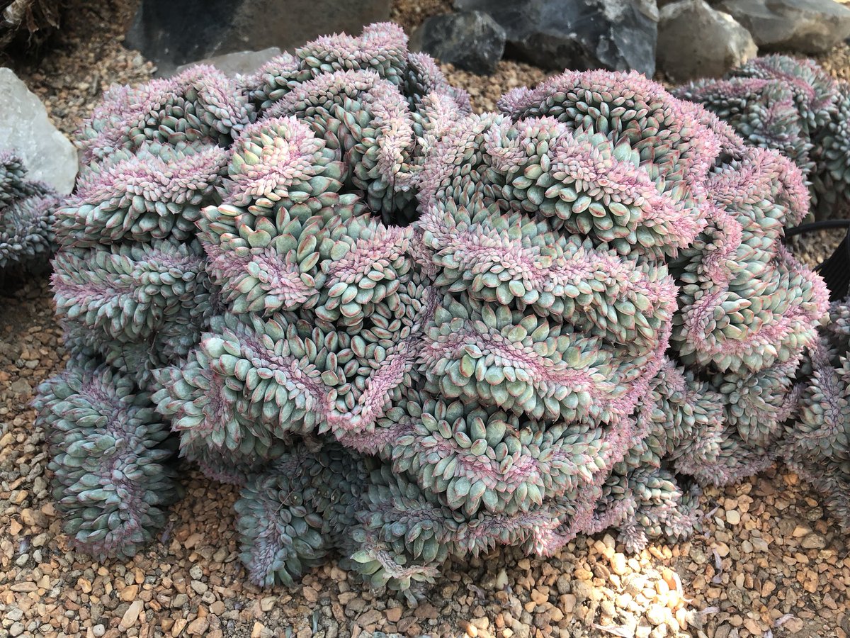 Porecamp tweet media