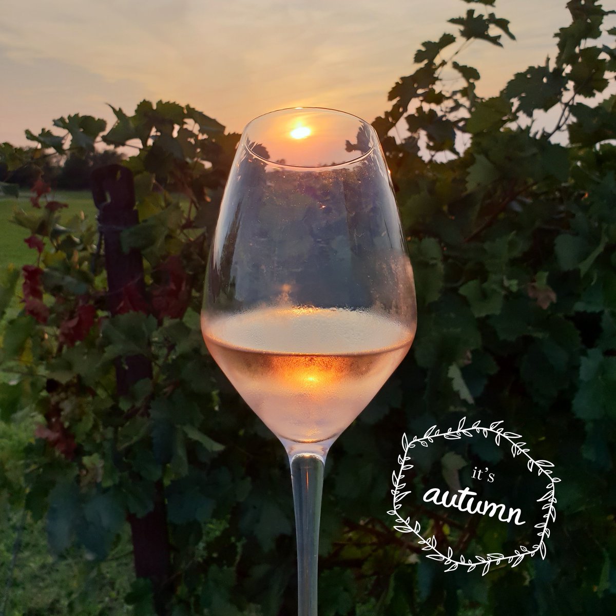 PdGwinery's tweet photo. Autumn equinox: WELCOME back Mr Autumn!
#wine 
#AutumnalEquinox 
#autunno 
#Autumn 
#Summerfall 
#endofsummer 
#gardalake https://t.co/WwnbUBT7Cp