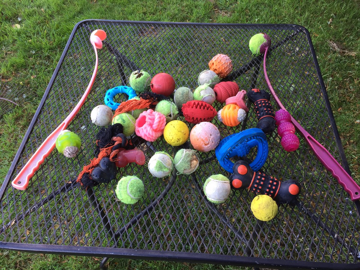 Mum picked up my toys from the garden so she can cut the lawn later. A girl can never have too many toys #rescuedog #dontshopadopt #staffie <a href="/DogsAdventure/">Dogs On Adventure</a> <a href="/dogcelebration/">CelebrationOfDogs</a> <a href="/Staffie_Lovers/">🐶🐾#DontBullyMyBreed🐾🐶</a> 🐾❤️🐾❤️🐶