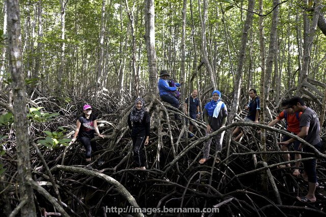 Hutan paya bakau di malaysia