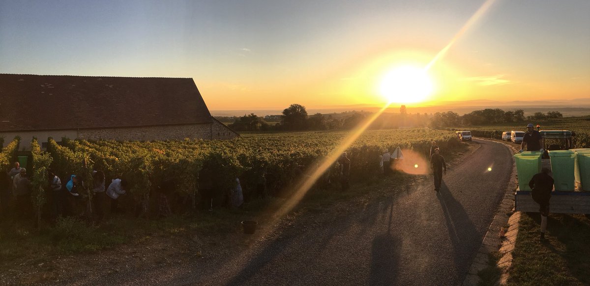 3rd week of harvests... next is #Riesling ! #CFE #CSH #geisberg #schlossberg #trimbach #DrinkAlsace