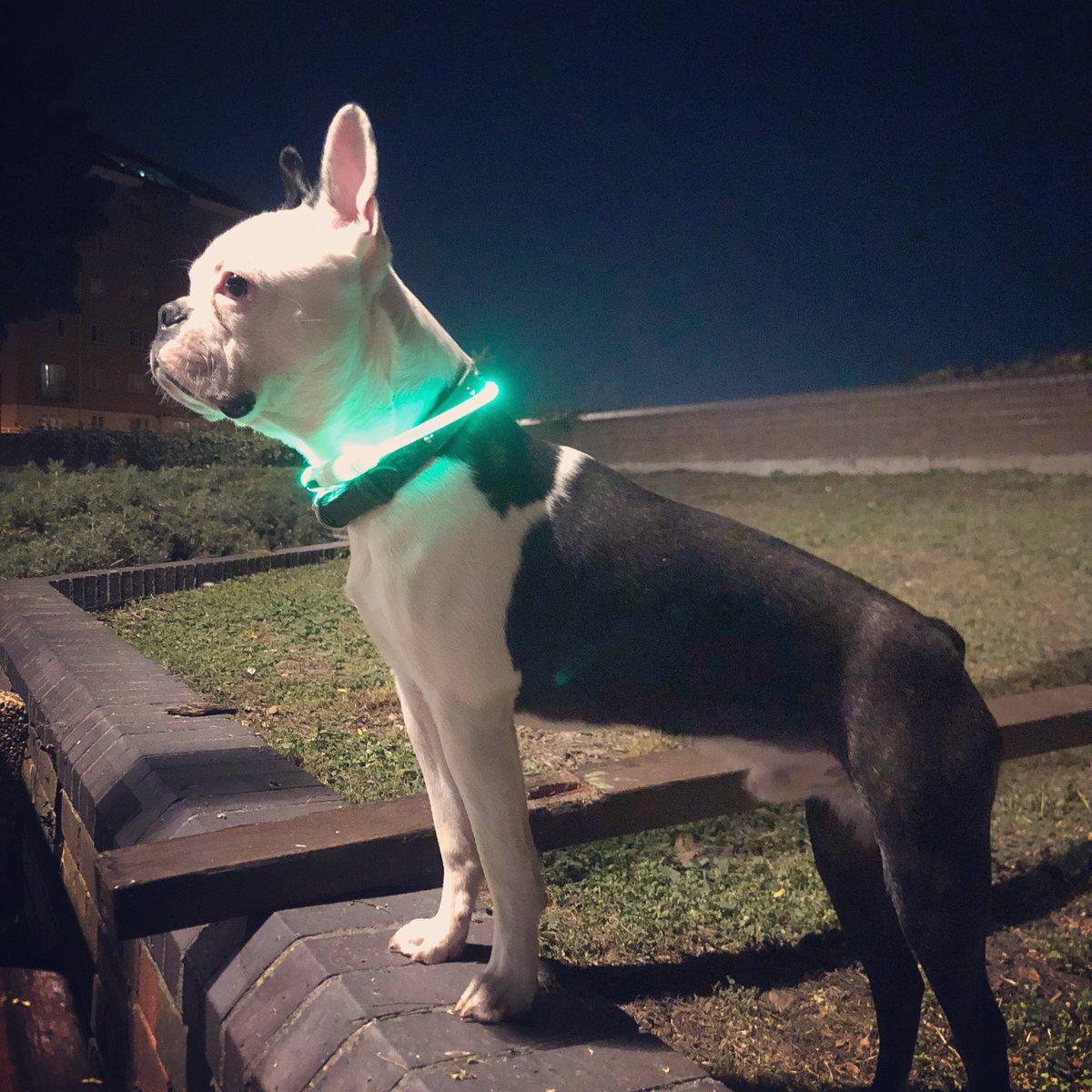 666noproof's tweet photo. My dog Boo da Boston. #bostonterrier #londonnights #puppy https://t.co/tUCWue1S7e