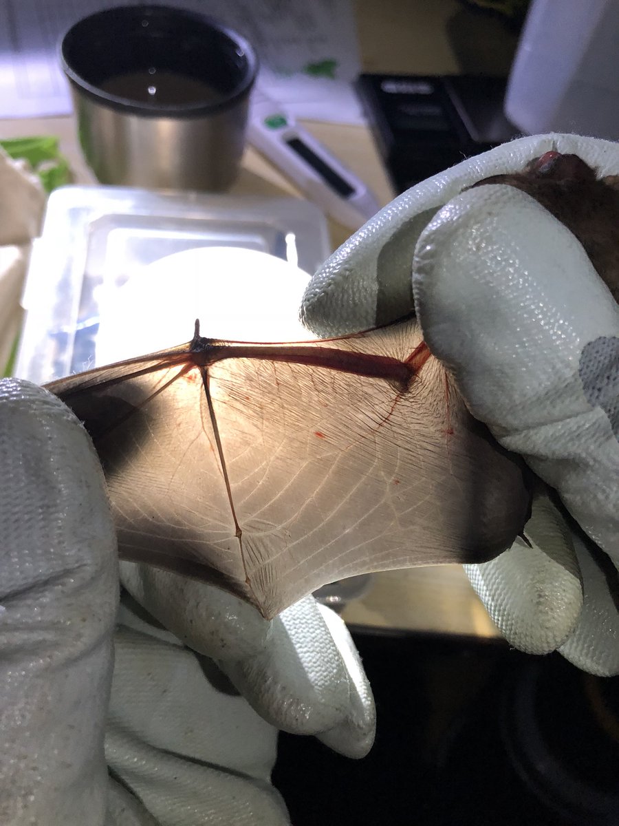 Last night we held a joint survey for Nathusius pipistrelles for <a href="/leicsbatgroup/">Leics Bat Group</a> with the help of <a href="/derbyshirebats/">Derbyshire Bat Group</a> <a href="/NottsBatGroup/">Notts Bat Group</a> and Lincolnshire Bat Group. 6 target species were caught and ringed under the national project license <a href="/_BCT_/">Bat Conservation Trust</a> #bats #britishwildlife #longnights