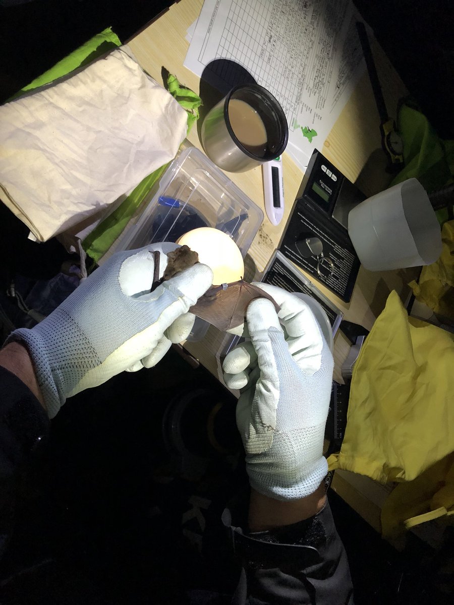 chalkybennett81's tweet photo. Last night we held a joint survey for Nathusius pipistrelles for @leicsbatgroup with the help of @derbyshirebats @NottsBatGroup and Lincolnshire Bat Group. 6 target species were caught and ringed under the national project license @_BCT_ #bats #britishwildlife #longnights https://t.co/vzCZ0Wgzlk