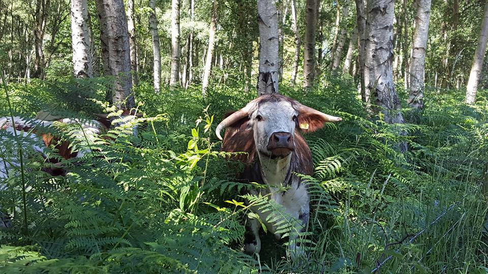Look who we bumped into? You never know who you might meet in Sherwood Forest!#thesherwoodhideaway