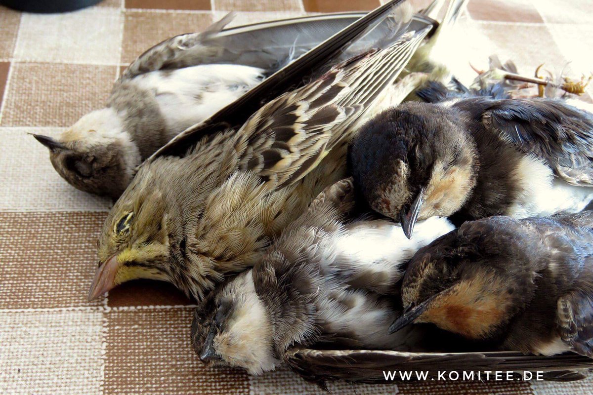 Cabs On Twitter Unfortunately The Vast Majority Of Small