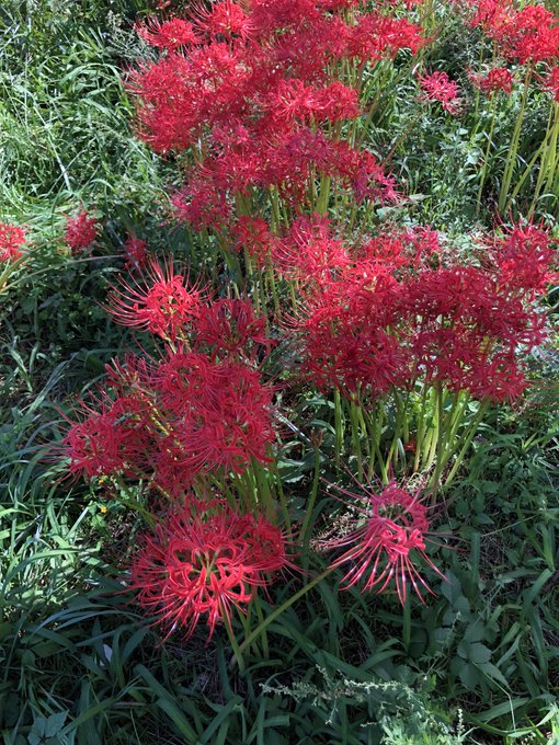 彼岸花のtwitterイラスト検索結果 古い順