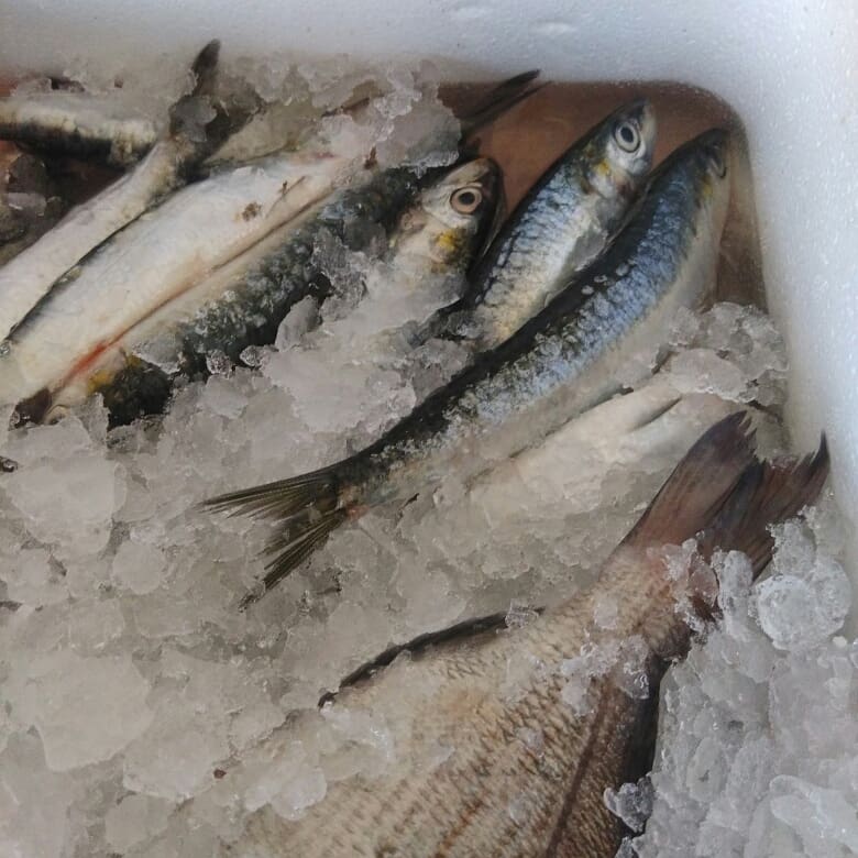 AncestralBlog's tweet photo. Alimentação variada e equilibrada que se preze jamais dispensa o peixe de mar rico em bons nutrientes. Hoje é dia de pôr na minha mesa sardinhas e para os menos simpatizantes da mesma chopas. Tudo comprado de manhã cedo no mercado de Setúbal. https://t.co/UIydmTZlwz