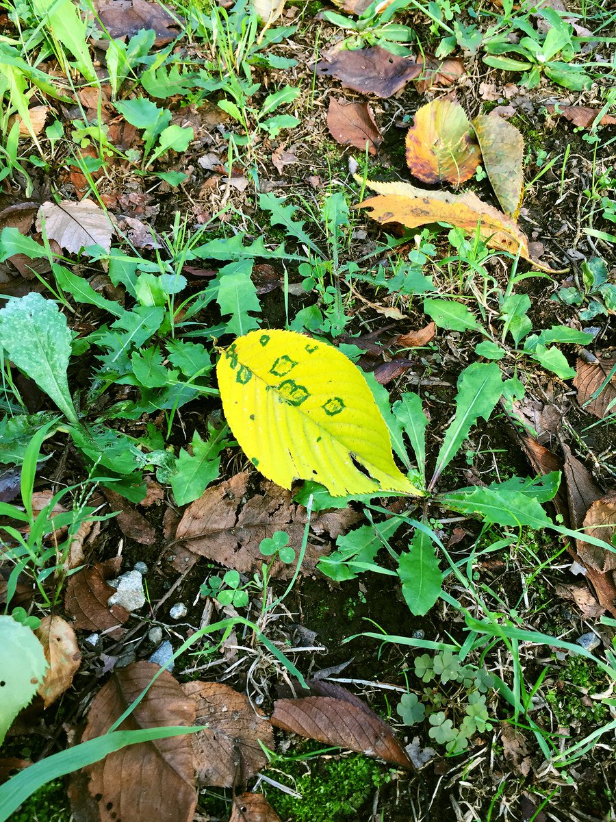 Daizaburo A Twitter 桜の葉っぱが紅葉の季節を迎えて地面に無数に落ちてる 綺麗です