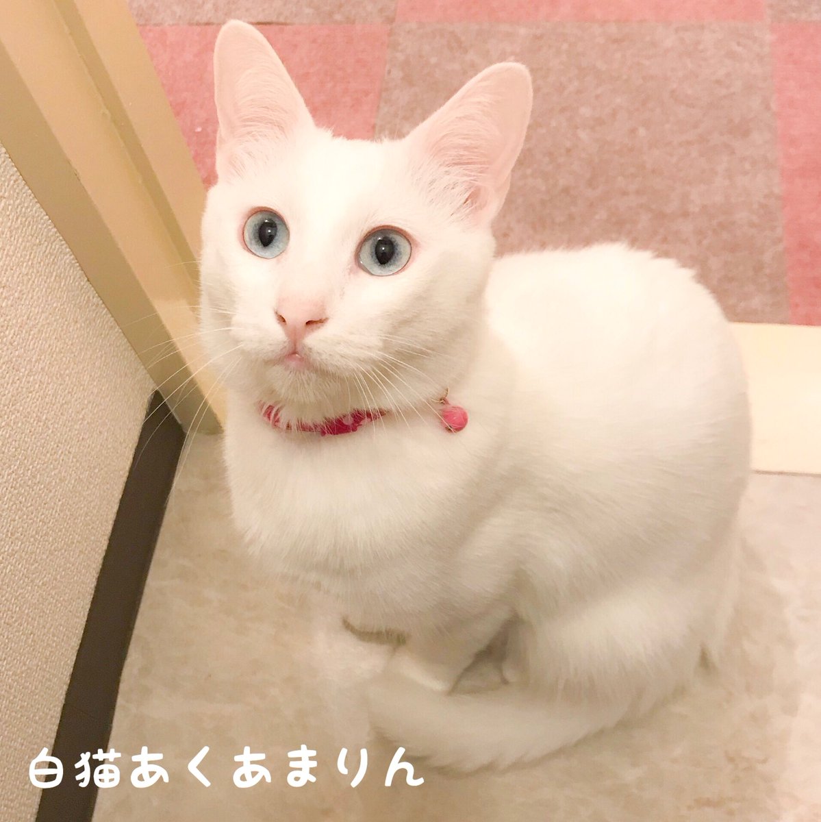 シールド とんでもない 用心深い 猫 メス かわいい Alandiehl Com