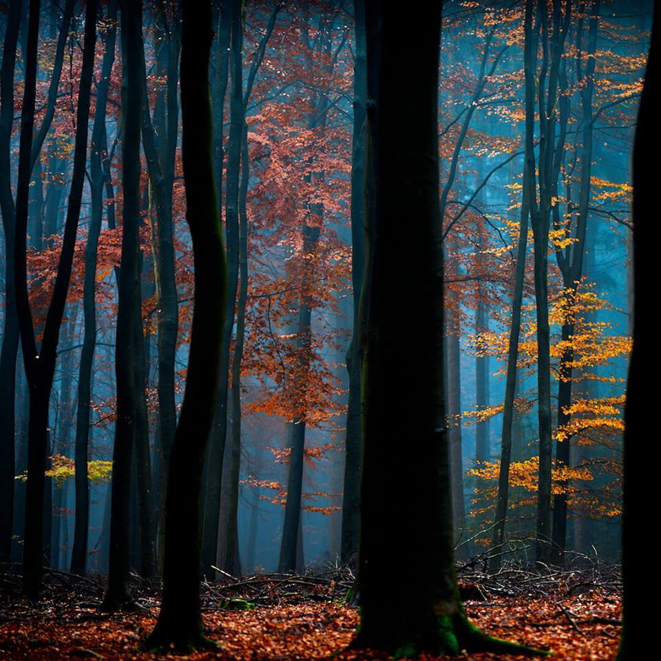 Wild is the music of the autumnal winds amongst the faded woods.
-William Wordsworth 
/Lars van de Goor