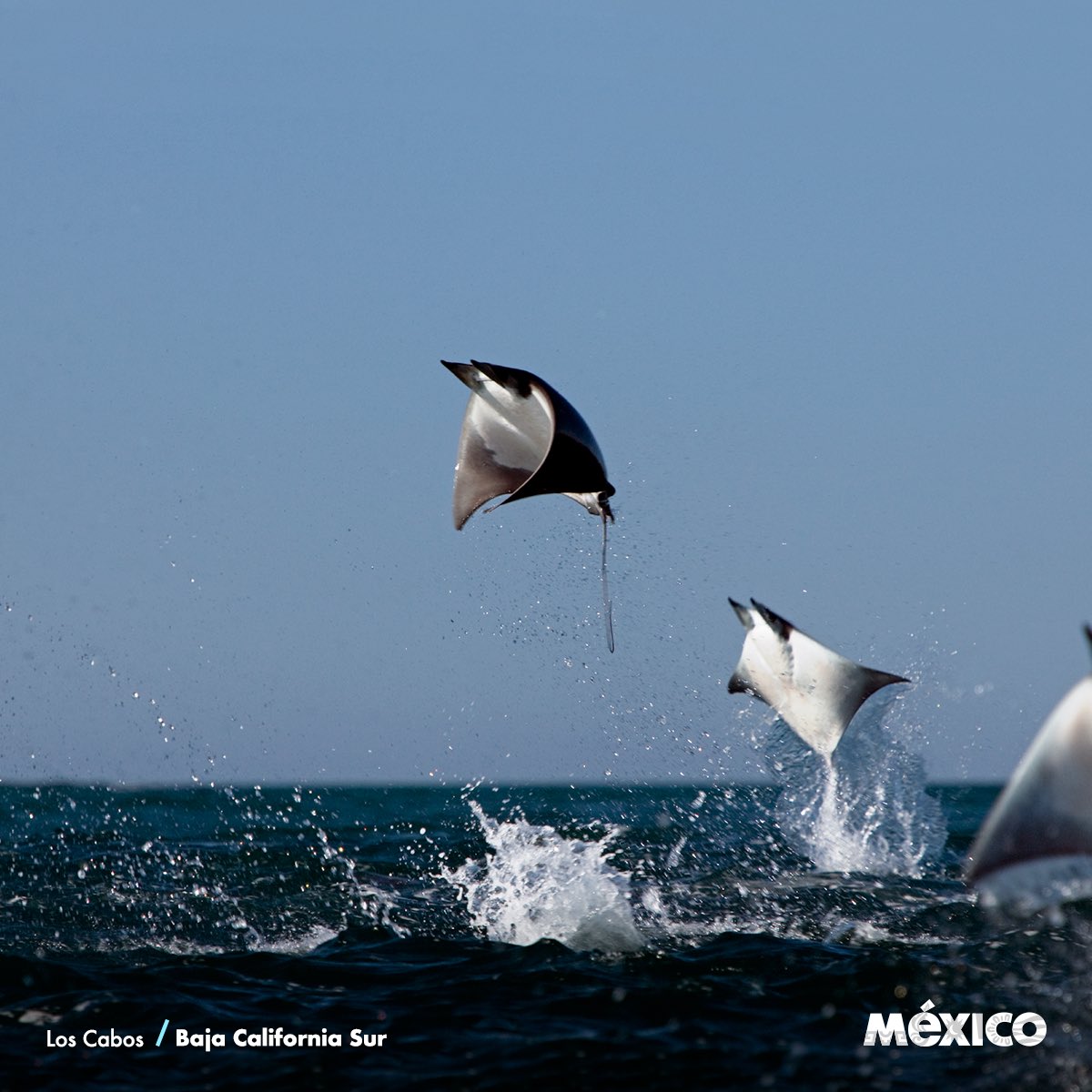 VisitMex's tweet photo. Un paraíso entre el desierto y dos mares, descubre los paisajes increíbles de Los Cabos, su clima y gran biodiversidad.

#ViajemosPorMéxico https://t.co/RixUcyVWO8