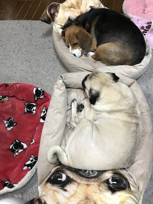 18年最新版 フライングタイガーの人気商品を紹介します おすすめ Matomehub まとめハブ