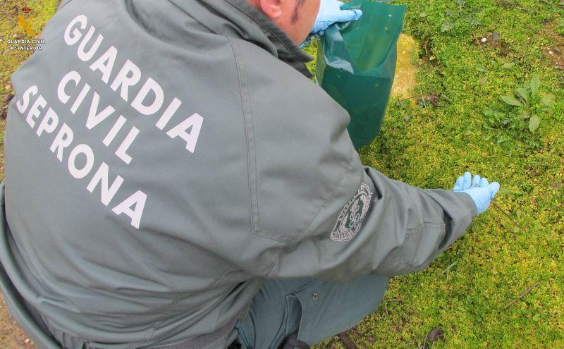 Los casos de envenenamiento con cebos en #Andalucia descienden un 87%.

La <a href="/AndaluciaJunta/">Junta de Andalucía</a> destaca al #SEPRONA como una de las claves para este cambio.

#STOPveneno

m.europapress.es/esandalucia/se…