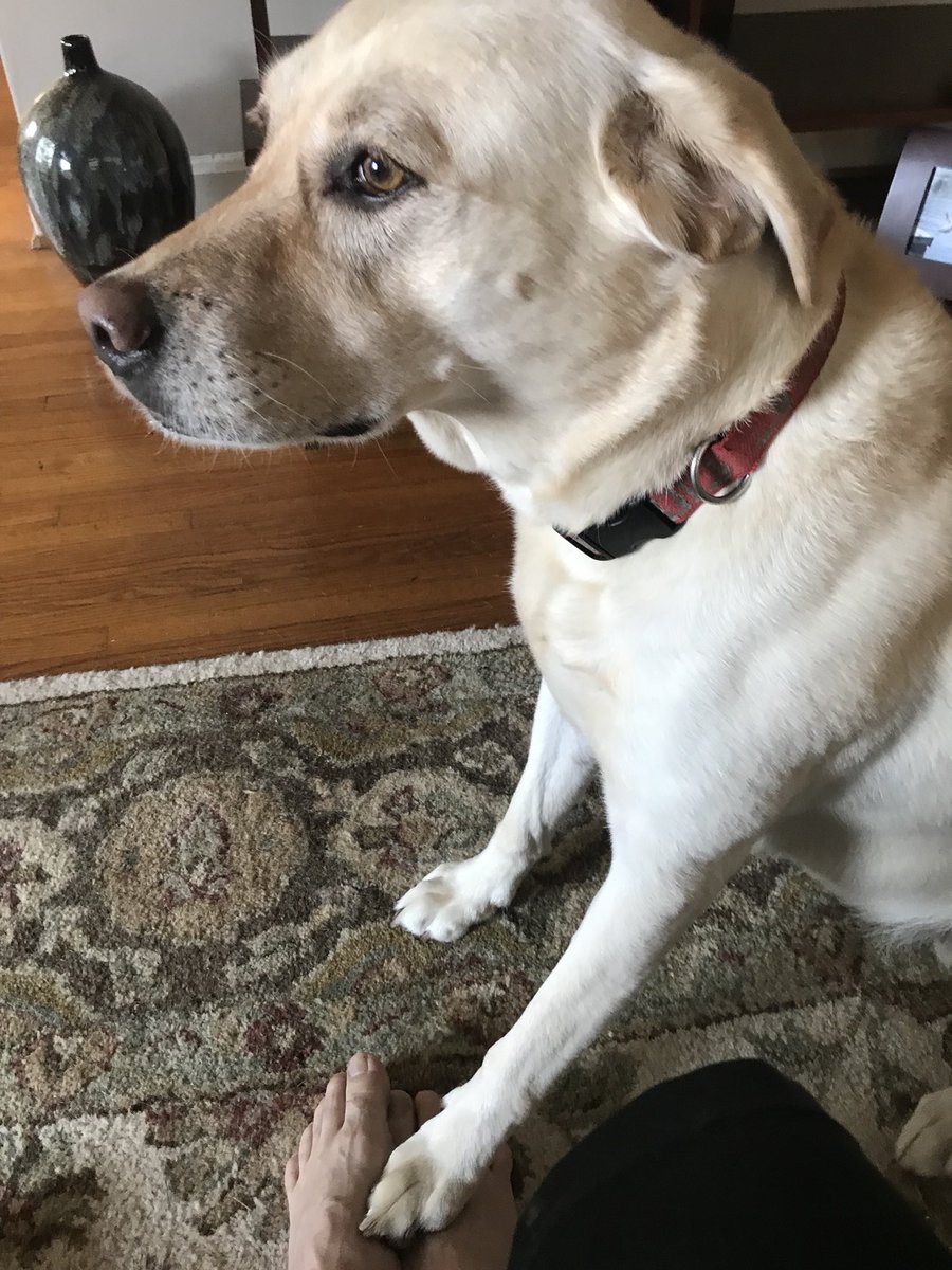danieldmorris11's tweet photo. @dog_rates This is Seeley. She does not like me to put my shoes on a@d leave for work https://t.co/2USCmQagMf