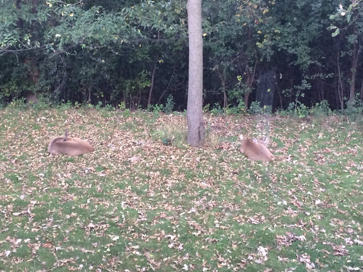 Woolcap8's tweet photo. Found two deer sleeping in the back of the house https://t.co/lXKtmFoOZS