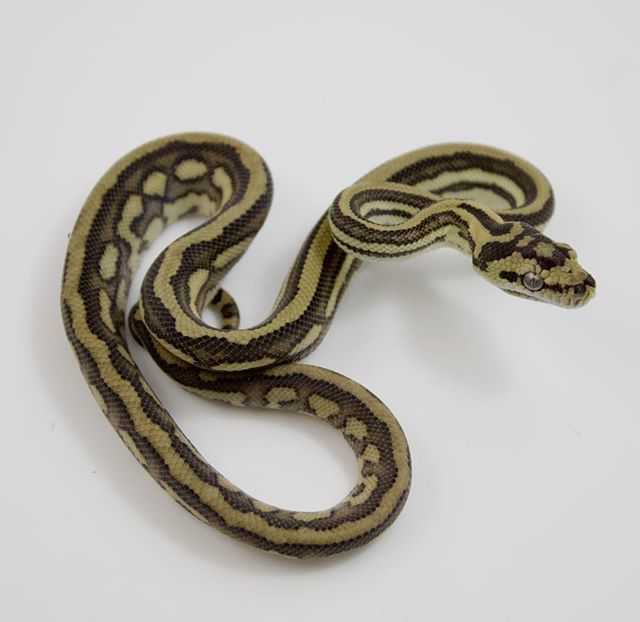 EBMorelia's tweet image. Another citrus line tiger holdback. They are really turning out nice. I will have some available very soon. #carpetpythonmorph #pythonsofinstagram #carpetpythonsofinstagram #carpetpythonmorphs #carpetpython #ebmorelia ift.tt/2Nv4iku