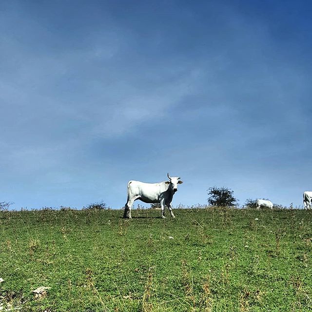 chrisilvi's tweet photo. ~ L' unicorno esiste
#marchetourism #exploringmarche #landscapes #mountains #trail #sefro #natura #igersancona #igersmarche #igersitalia #destinazionemarche #ilovemarche #raccontidimarche #viaggionellemarche #sky #marchedaricordare #animals #bulls https://t.co/syGFbe23wG https://t.co/BofaM9zcY0