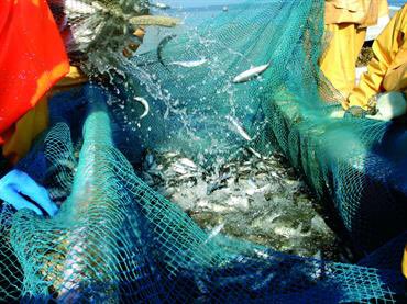 ICESmarine's tweet image. What’s on the #ICESASC18 menu? Go to Theme session Q, co-sponsored by #PICES to find out about sustainability thresholds and ecosystem functioning: the selection, calculation, and use of reference points in fisheries management.
ices.dk/news-and-event…