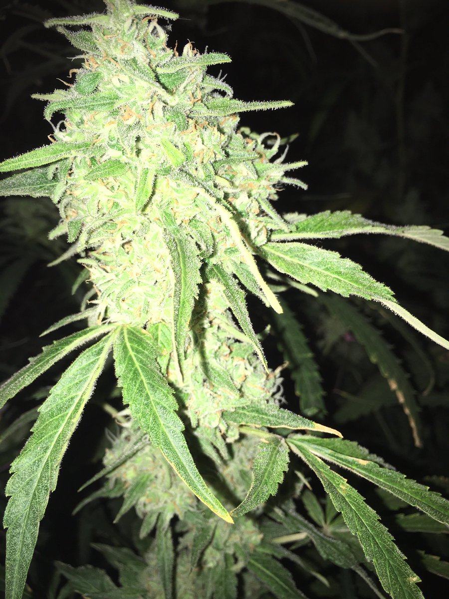 cbdathca's tweet photo. #btcthcusa #weed #thc #cryptoweed #extacts #shatter #co2 #oil #rso #rsooil #wax #vape #vapeweed #vapethc #liverosin #buythc #thcoil #thcoilcartridge #distillate #purethc #clearthc #clearthcdistillate #vapecartridge #buyvapecarts #marijuana #CannabisCommunity https://t.co/kNq6vI3kvX