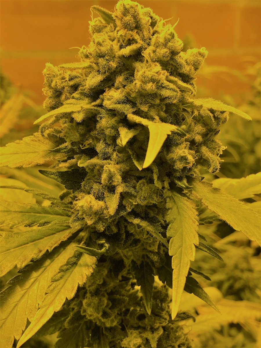 cbdathca's tweet photo. #btcthcusa #weed #thc #cryptoweed #extacts #shatter #co2 #oil #rso #rsooil #wax #vape #vapeweed #vapethc #liverosin #buythc #thcoil #thcoilcartridge #distillate #purethc #clearthc #clearthcdistillate #vapecartridge #buyvapecarts #marijuana #CannabisCommunity https://t.co/XEcLmypEil