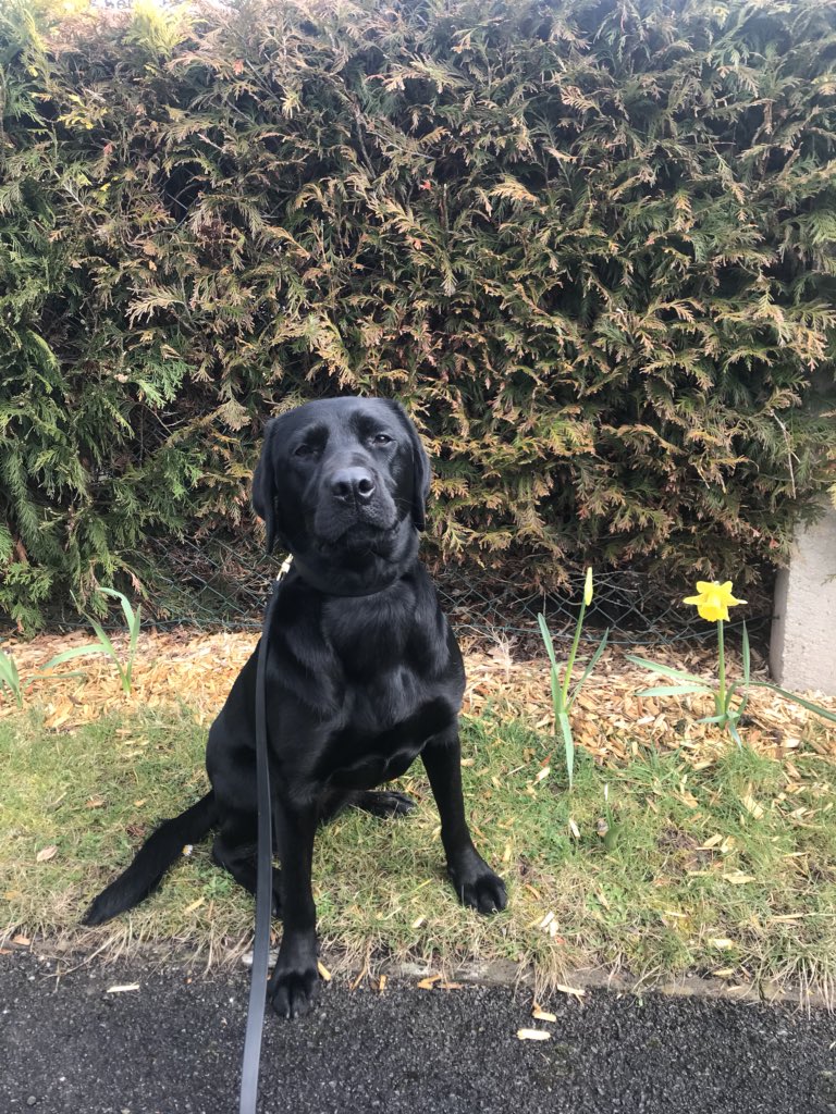 amydeemo's tweet photo. Just realised it’s #SwapsieSunday. A year ago I dropped Rebel the Roo at kennels for his initial course+picked up Lilly the Loon as my trainee search Dog. Won’t lie I cried all the way Home. 1 yr on Lilly is part of the team+PD Rebel is doing me proud #DogHandlerLife #NotJustADog https://t.co/40xr8PMfWA