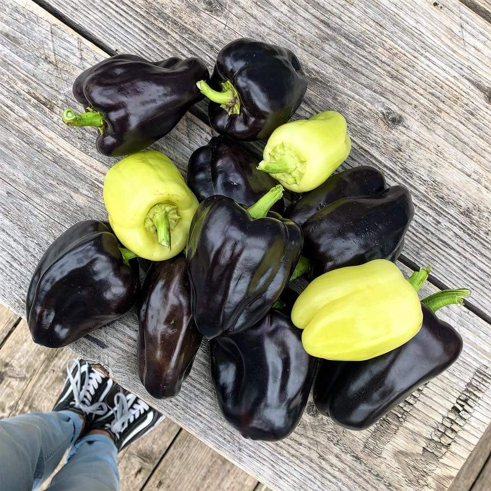 d_akkers's tweet photo. 'Black and white' #Rooftopbellpeppers from #rooftopfarm the #DakAkker on an officebuilding in downtown #Rotterdam ...
#rotterdamisblooming #bellpeppers #stadslandbouw #cityfarming #cityfarm #kitchengarden #moestuin #moestuinieren #dakmoestuin #growingthecity https://t.co/2H88ft4iN6