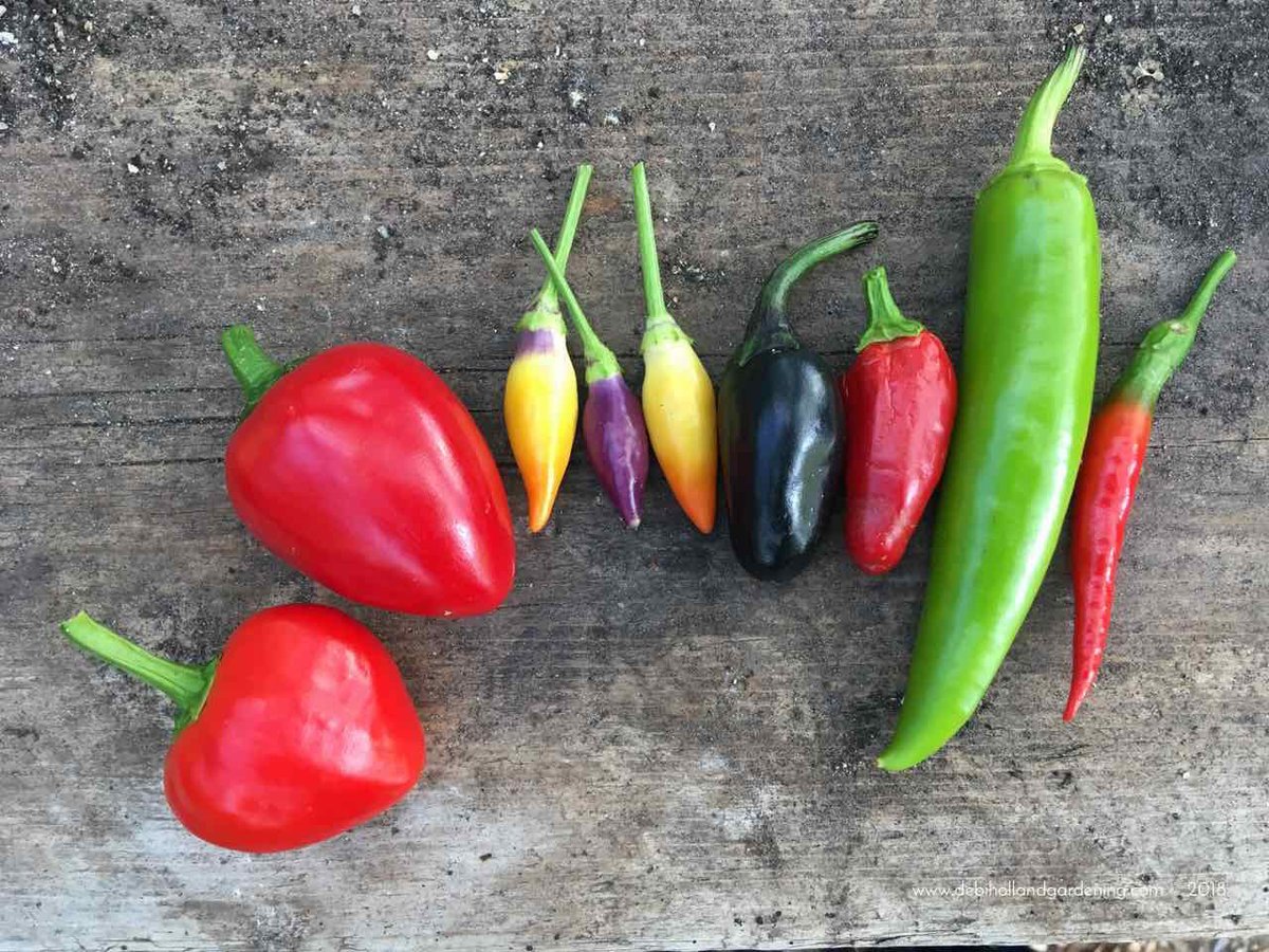 DHgardening's tweet photo. In love with my #chilli #harvest! Every #colour of the rainbow! So pretty. Loved #growing different varieties. Very easy & fun seeing all the #colourful #chillis appear #gyo #kitchengarden #jalapeno #cherrybomb #purpleserrano #hungarianhot #numextwilight #orangewonder #gardening https://t.co/vtlSxP3oZ2