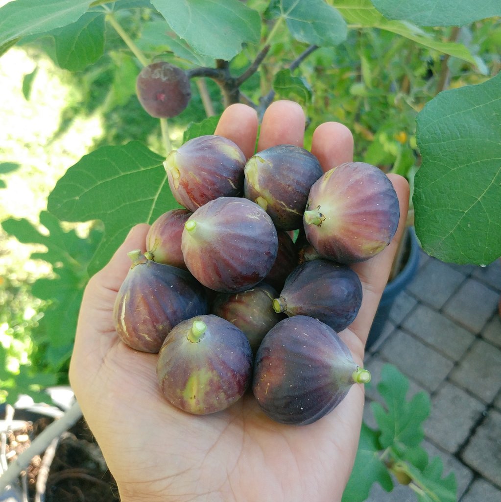 MrSavva's tweet photo. The figs are finally ripe and so tasty! Totally worth the effort to protect, overwinter the tree. 
#figs #growyourown #gyo https://t.co/KcSR36ZhcI