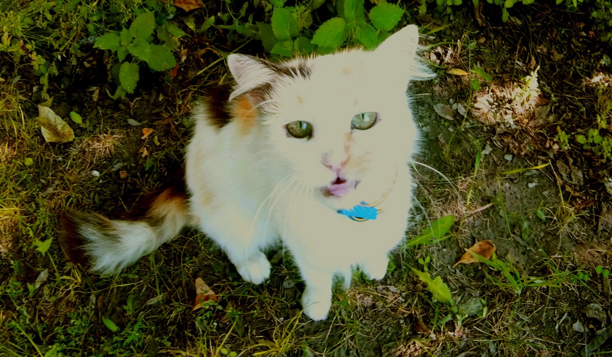 Cat_Invaders tweet picture