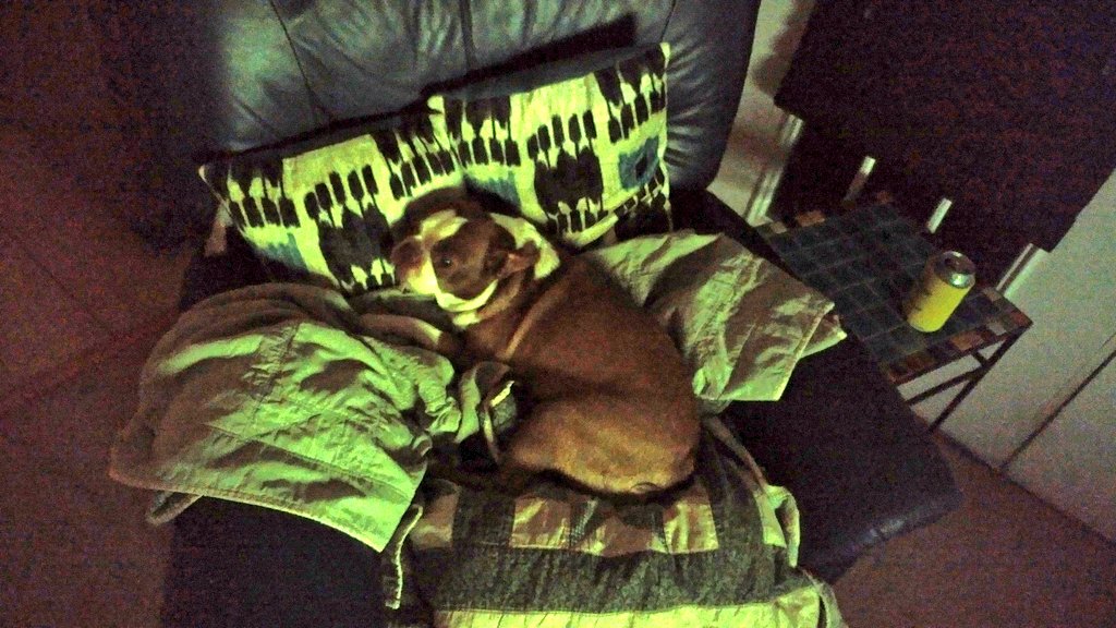 DannyAller's tweet photo. Fell asleep on the couch last night watching #WashVsASU, & when I woke up at 4 am, found this guy all cozy, nestled in a pile of blankets & pillows in the recliner.
Normally I'd make him go to bed at that pt, but was like "Man, that looks comfy as hell. See ya in the morning" π https://t.co/cf8hGcau8Q