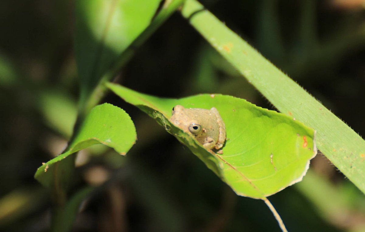 lpac_peru's tweet photo. Happy Sunday! Much like our little amphibian friend here we are keen on moving very little today 😴🐸 https://t.co/udor0x5cj1