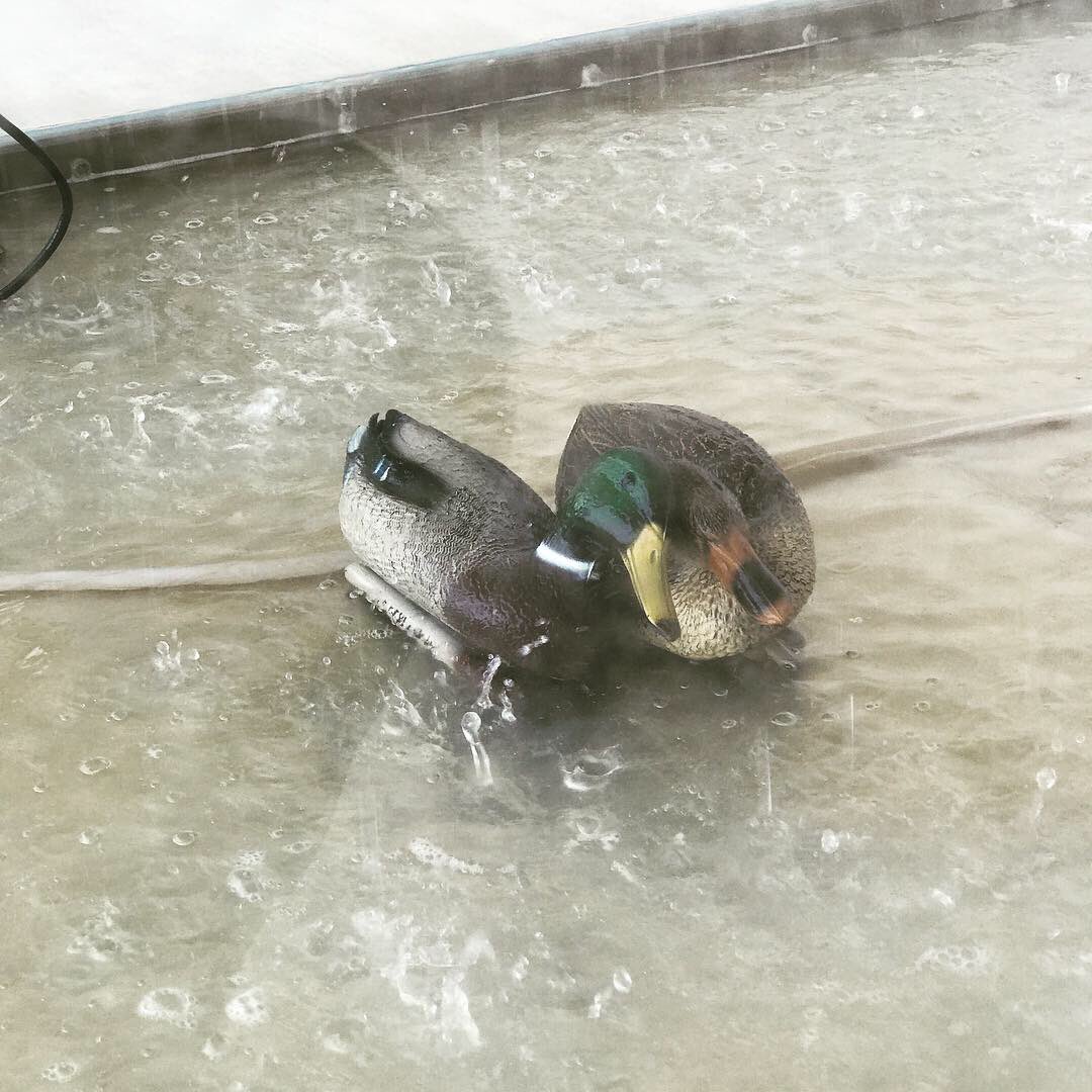defrancescoart's tweet photo. Artist: Damien Hirst
Art: "Tears for Everybody's Looking at You"
Located: Prada Foundation, Milano ☔️
#umbrella #art #artwork #artpiece #installation #artexhibition #milano #pradafondazione #museumaddict #damienhirst #contemporaryart #rain #ducks #glass #water #prada https://t.co/b8OKBZVwO3