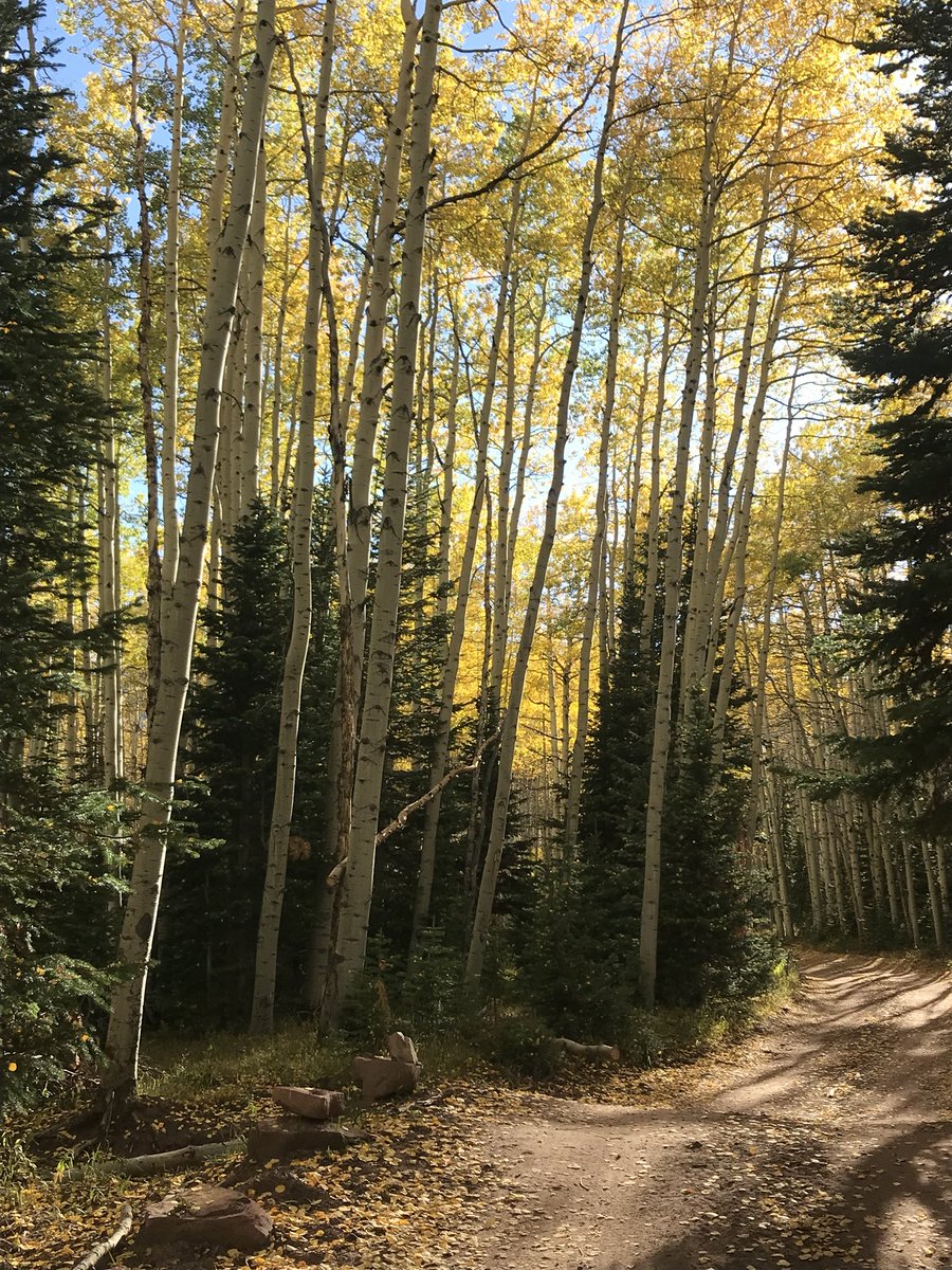 bridgingbionics's tweet photo. Our program is located in the most beautiful place in Colorado. #climbyoureverest #dailyeffort #spinalcordinjuryawareness month! #aspenfall @Snowmass @AspenSnowmass https://t.co/JzujYB5N5X