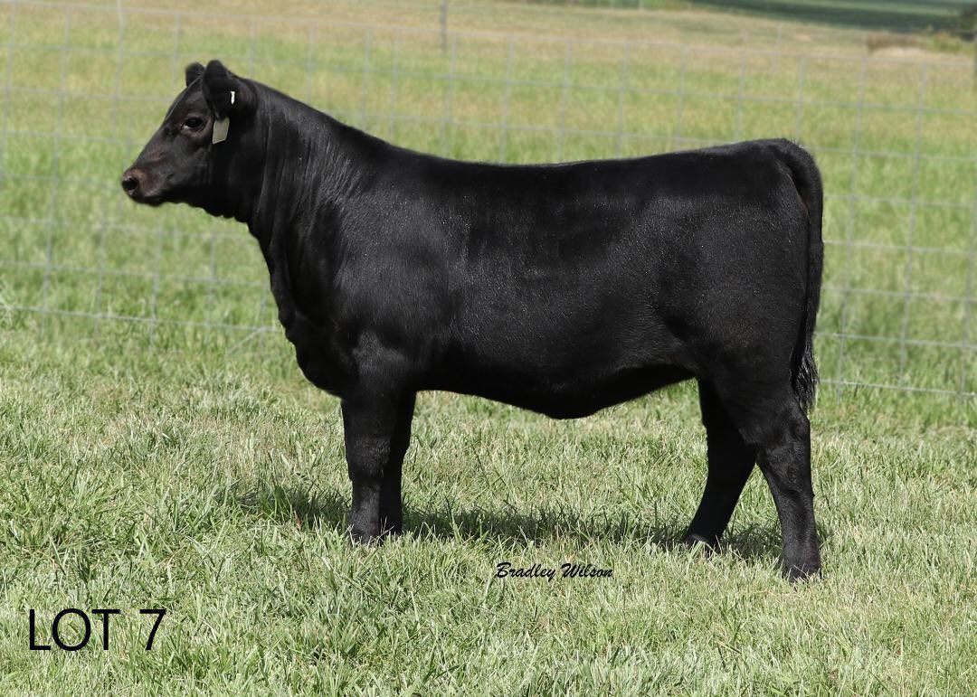 WomackCattle's tweet photo. Womack Cattle Online Show Heifer/Replacement Female Sale October 1, 2018. Hosted by Anguslive. #Angus #cattle #sale #showcattle https://t.co/XOj8ZNvfJW