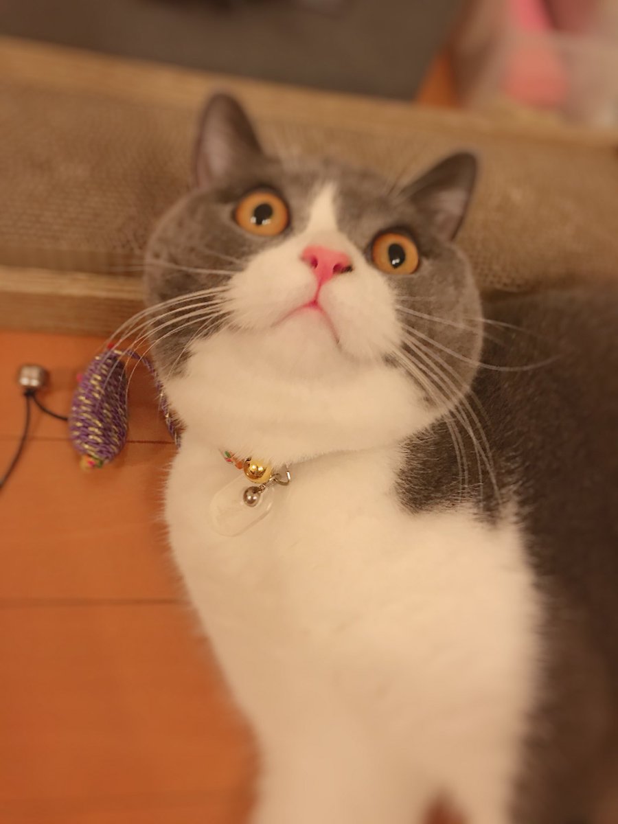 ぶぅたれ Twitter પર まんまる ブリティッシュショートヘア ねこ 猫 ぶぅ 猫好きさんとつながりたい にゃんすたぐらむ Britishshorthair Cat はちわれねこ おやばか部 ぶぅたれ Twitter પર まんまる ブリティッシュショートヘア ねこ 猫 ぶぅ 猫好きさんとつながりたい にゃんすたぐらむ Britishshorthair Cat はちわれねこ おやばか部