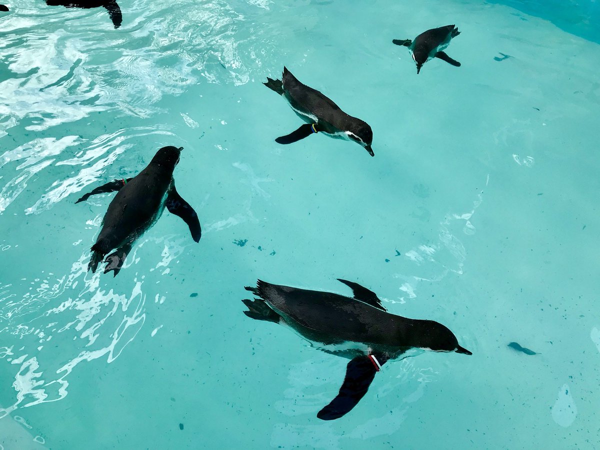 coffeeeffoc's tweet image. 横浜の良心🦍野毛山動物園