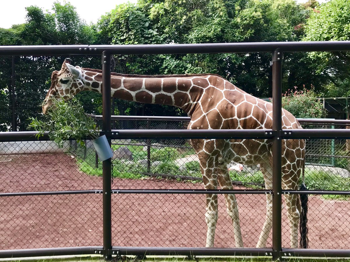 coffeeeffoc's tweet image. 横浜の良心🦍野毛山動物園