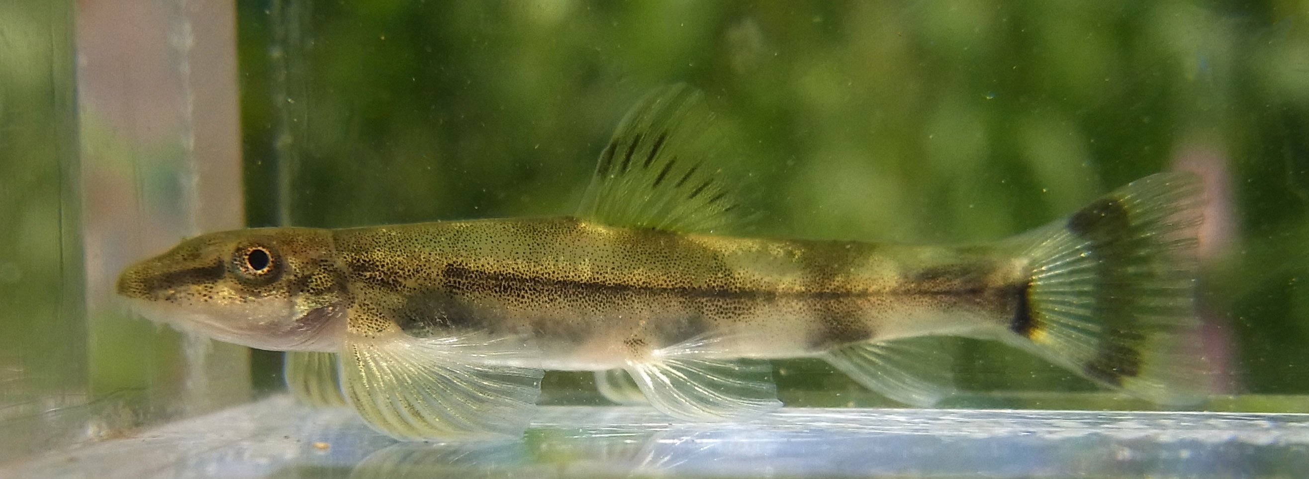 Rhodeus 台湾お魚探し６日目 台湾リザードフィッシュ 纓口臺鰍formosania Lacustre Sinogastromyzon Puliensis を求め移動 良さそうな小川 岩の上を這うくっつき系魚発見 ついにやったか 残念 リザードフィッシュ幼魚だった T Co