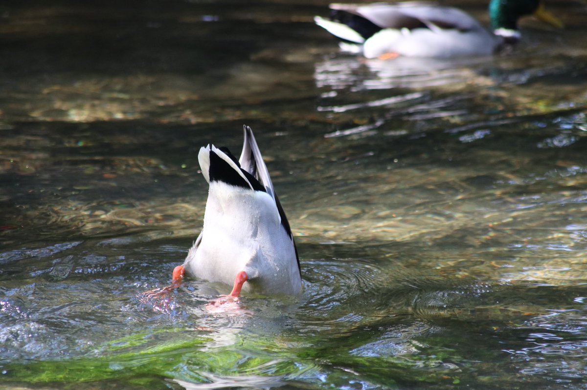 ᒪᗩᑌᖇᗴᒪᒪᗩ ᗯᗩᒪᛕᗴᖇ tweet media