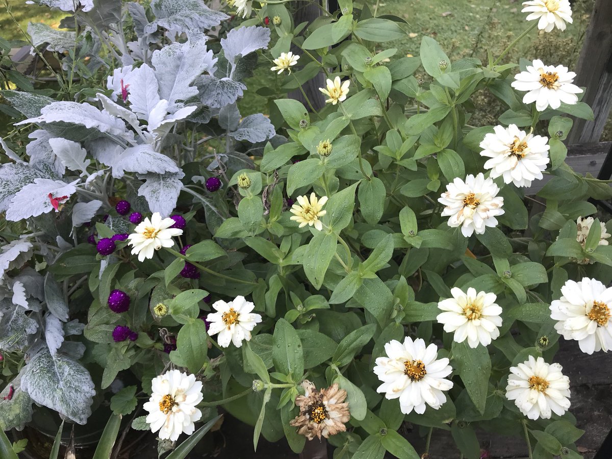 gardendrama's tweet photo. Plants fade from the summer containers, leaving some new fave combos. #dustymiller #Whiteprofusionzinnia #gomphrena #buddypurple https://t.co/AcUbeY0ftS