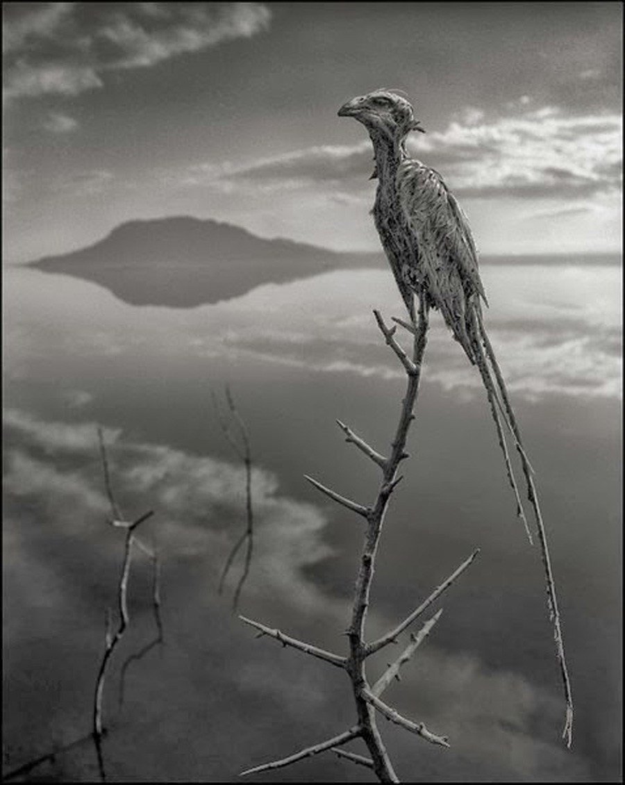 Farefetch's tweet photo. A lake that turns living things to stone sounds like something from a faerie tale, but it exists in our world and it's called Lake Natron in Tanzania. Fancy a dip? https://t.co/8zPcNgJk7b