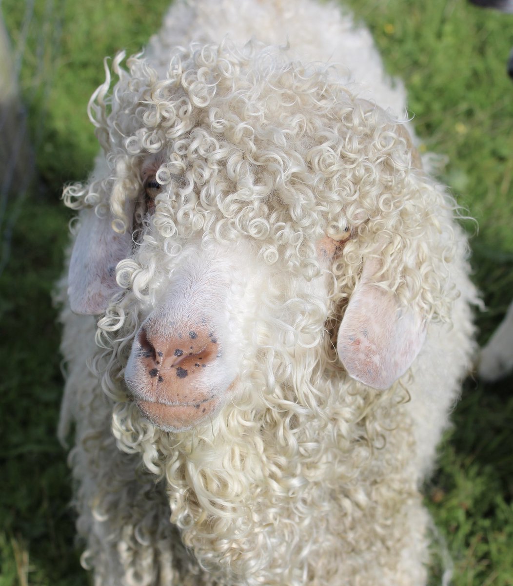 Curly Wurly Noodles! 
#angoragoat #cute #curlyhair #orkney #farm #gorgeousboy #scottishfarm #freckles #lovegoats