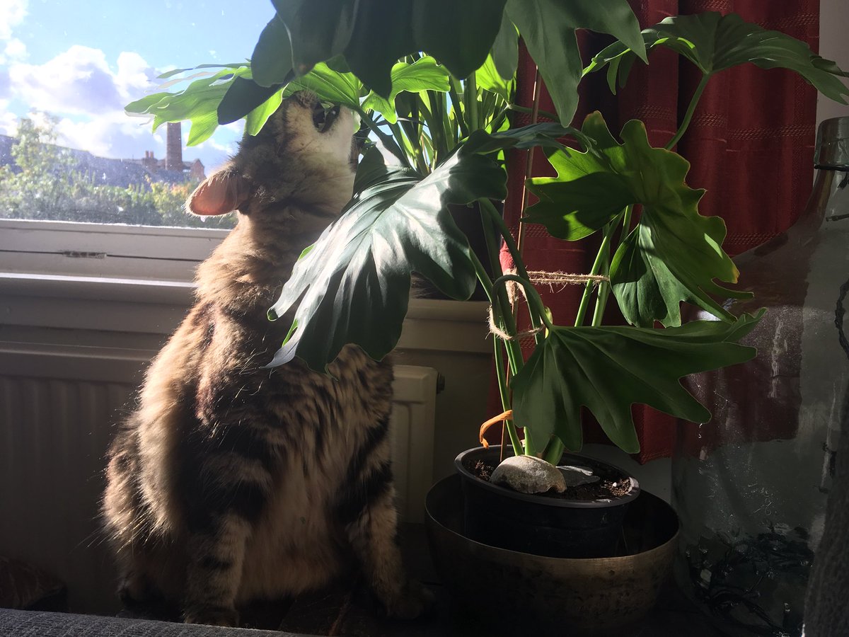 MrMaxMaximus's tweet photo. Always loving the jungle vibe. Not nibbling just sniffing https://t.co/MubEznt34Y