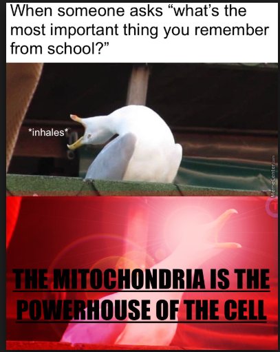 prez_mitochondr's tweet image. Don't see many people remembering much about the smooth and rough ER..... #votemito #DSAAPBio2