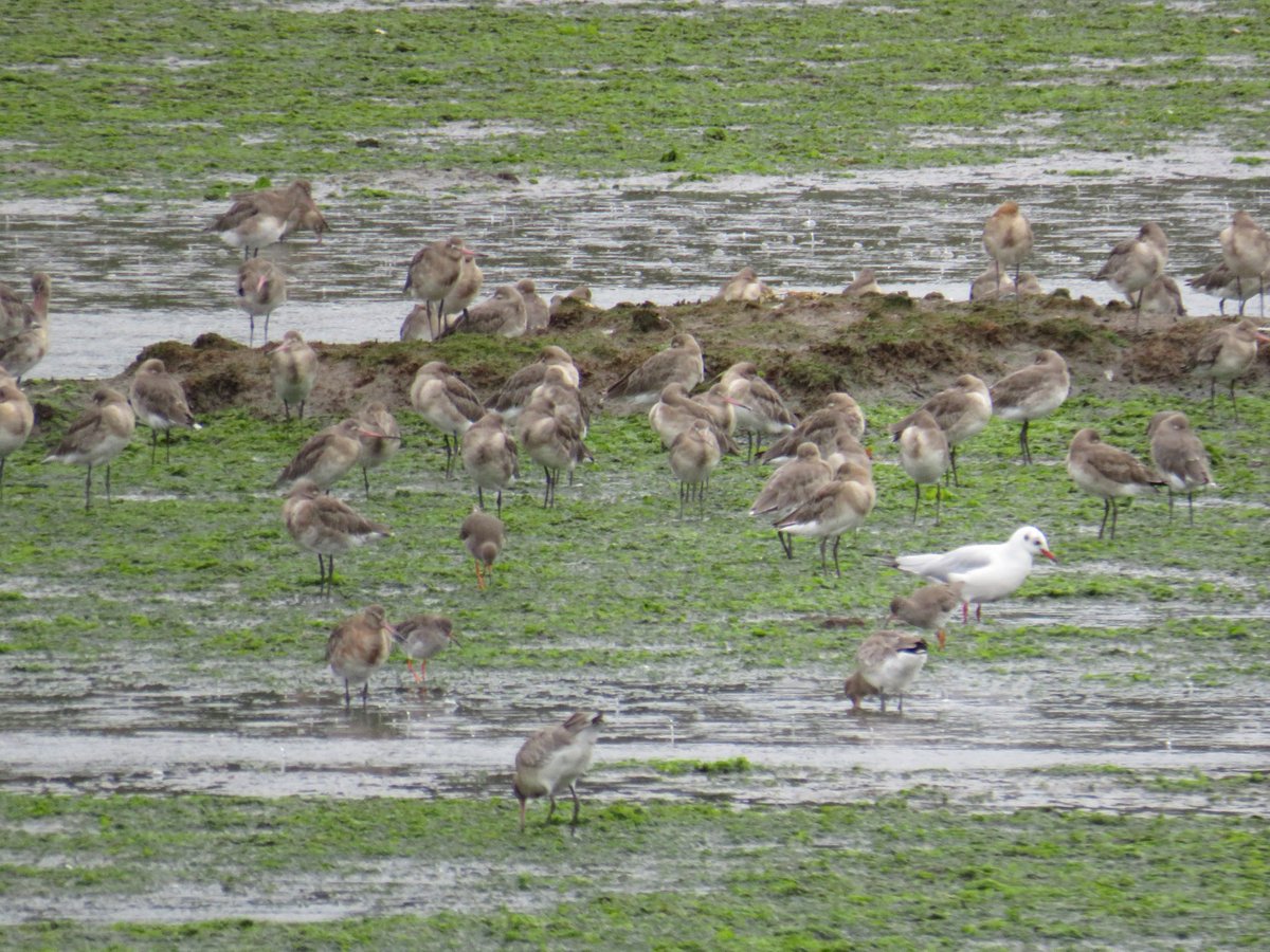 GoadPhotography's tweet photo. Large concentration of Godwits, Holes Bay. (bridge camera) #HolesBay https://t.co/6gvJU8FVhC