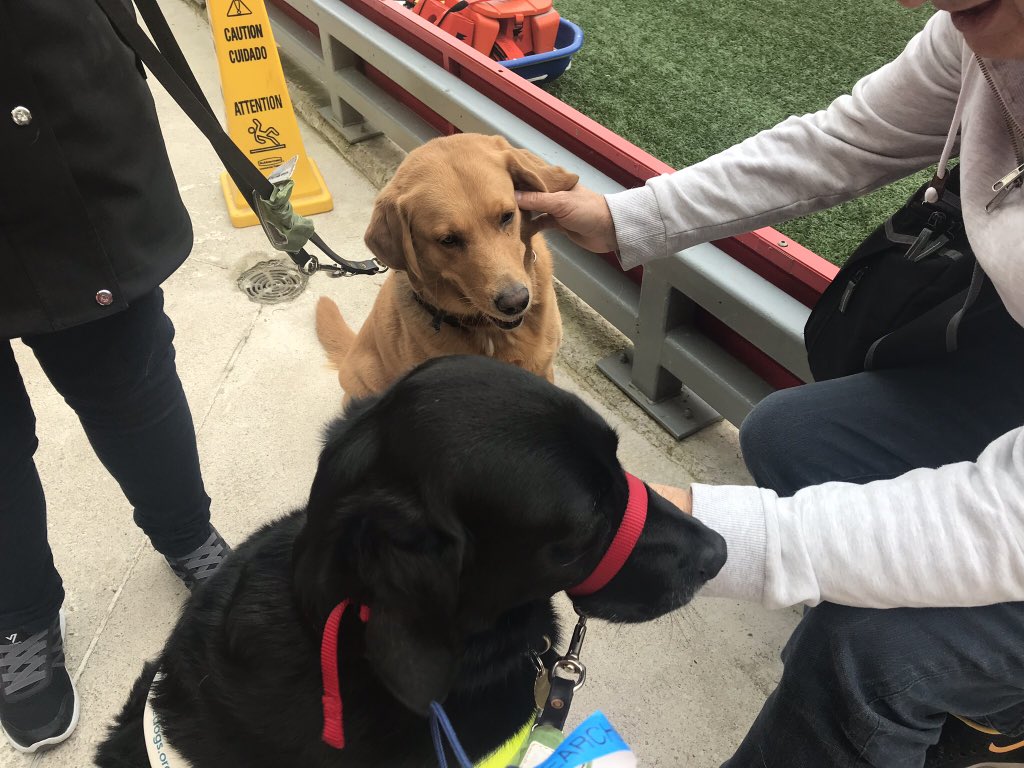 dixie_guidedog's tweet photo. Mum @rednose_47  said try this #LFC shirt on😮do u think it suits me? We  went 2 w@ #LIVSOU☺️⚽️my m8 @L4Faith came 2🐾they even gave us a #red bowl 4 a drink of water🐾💧☺️ #guidedogs #Retrieverlab #FoxRedLab #LFC #Anfield #Accesability #visuallyimpared https://t.co/moqAryMHUd